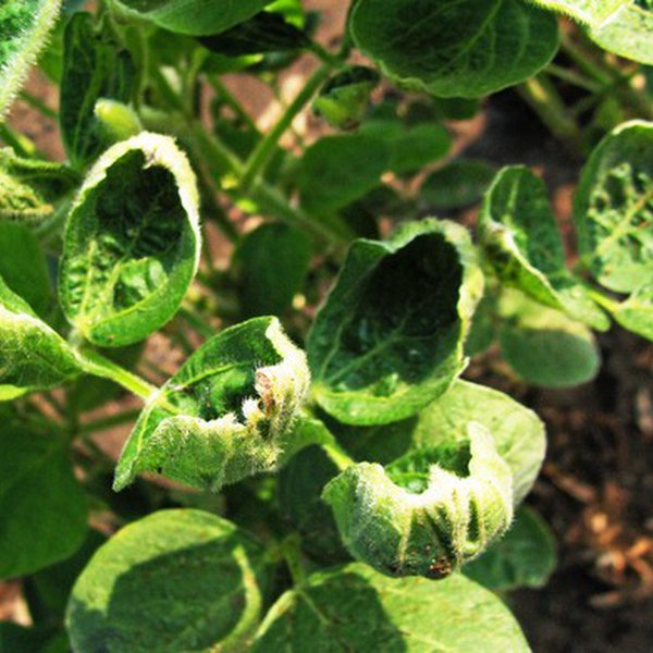 Dicamba, A Difficult Issue for Arkansas