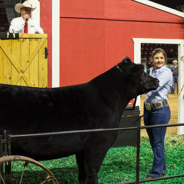 2017 Arkansas State Fair Livestock Show