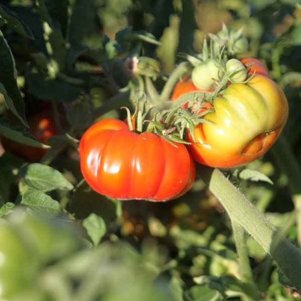 PODCAST: UAM’s Bob Stark on Collegiate Farm Bureau, tomatoes & more