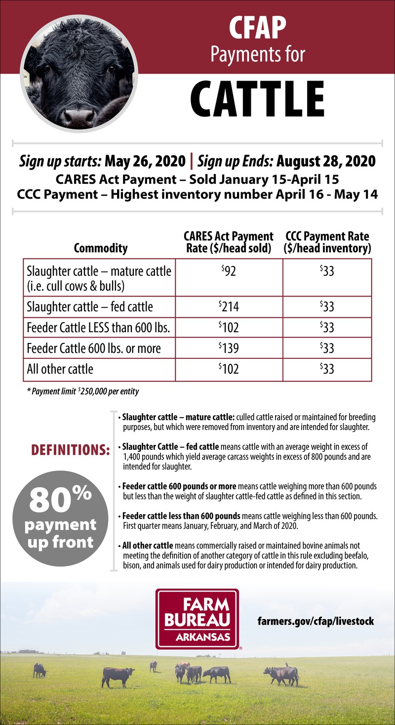 CFAP Payments for cattle infographic