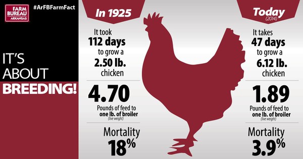 Broiler Facts
