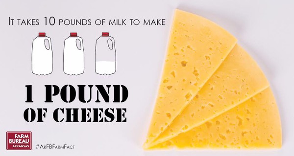 Cheese fact