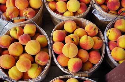 Peaches from the Morgan farm