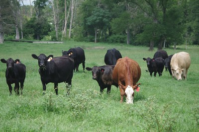 Morgan cattle in the field
