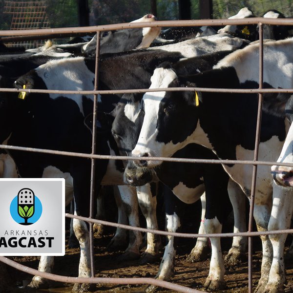 Arkansas AgCast | June 24, 2021