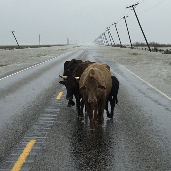 PODCAST: Talking Harvey Impact with Texas Farm Bureau's Gene Hall