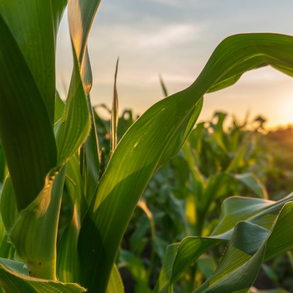Market Briefs | July 23, 2025
