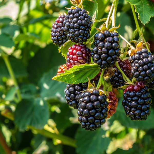 Market Briefs | August 8, 2025
