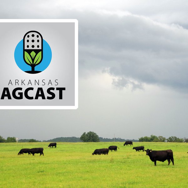 AgCast: Pastures, Water Dangers & Livestock Industry Updates
