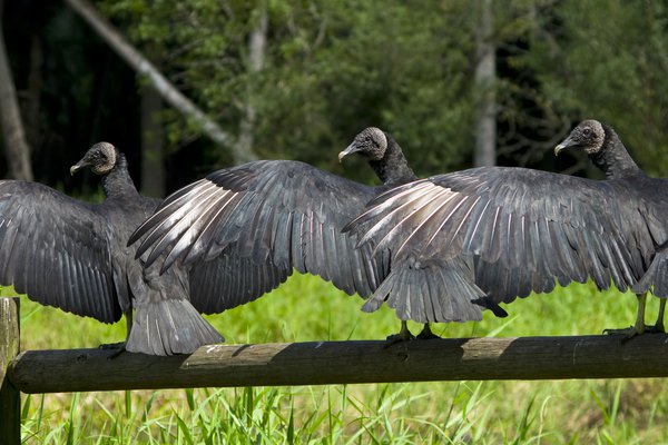 Nuisance Species: Black Vulture  Ohio Department of Natural Resources