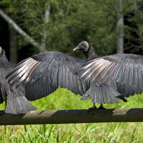 Arkansas Farm Bureau Launches Permitting for Black Vulture Depredation
