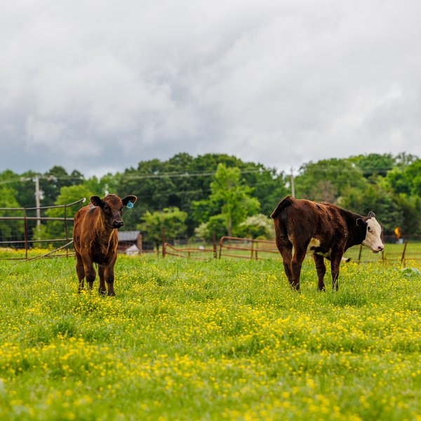 Market Briefs | May 16