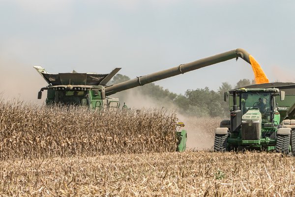 50 Acres Left  Corn Harvest 2023 