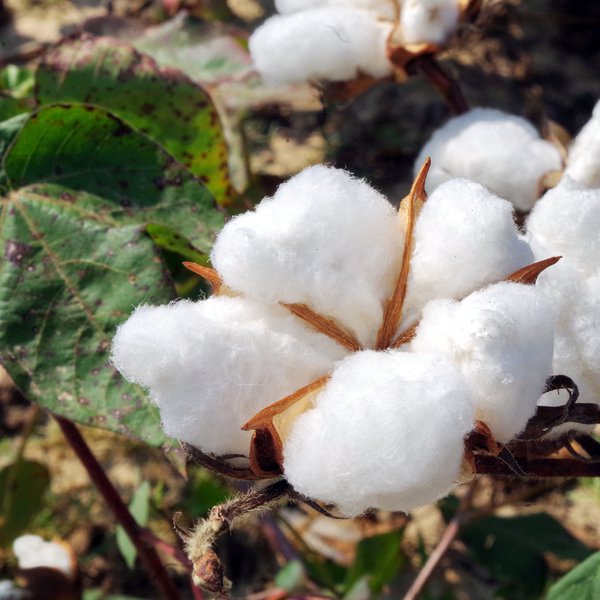 AGCAST: Talking 2019 Cotton Crop