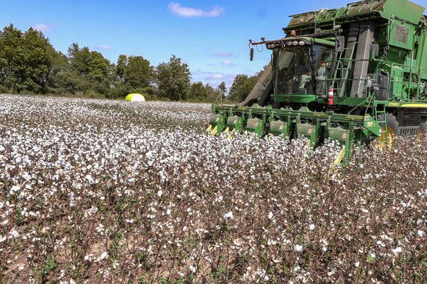Clay County bucks national and state cotton growing trends in 2023
