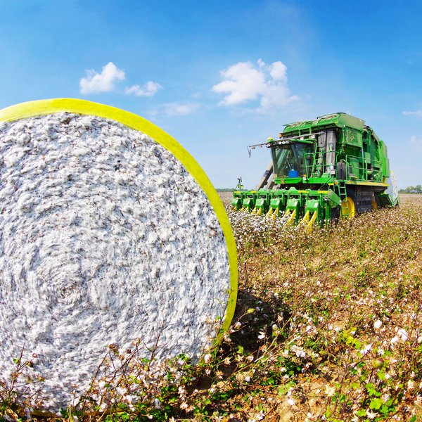 PODCAST: Cotton Program Updates
