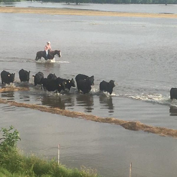 AgCast: Rancher Talks About Weathering River Flood