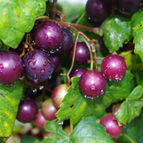 Muscadine: The Natural State Grape