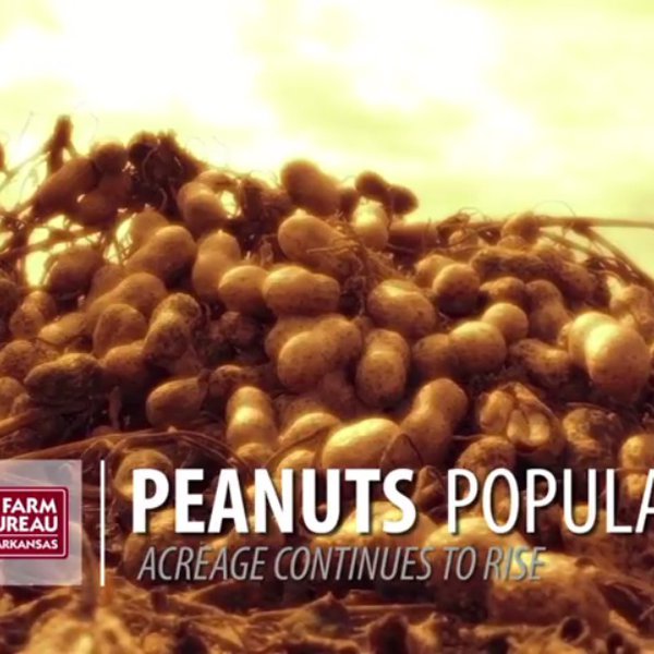 Peanuts Popular Again in 2017