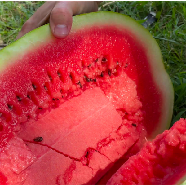 Picking the Perfect Watermelon