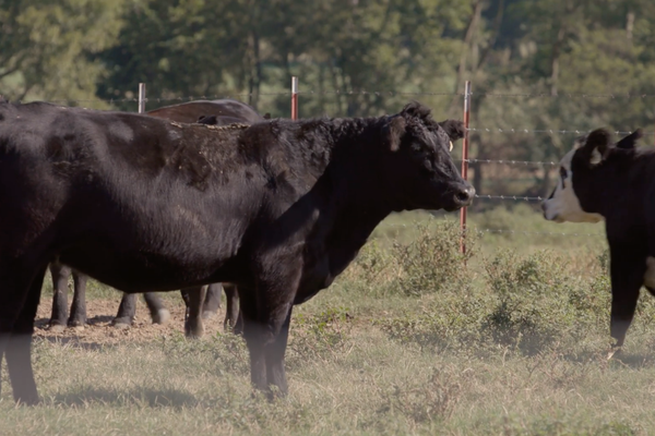 Black Baldy Cows For Sale - All About Cow Photos