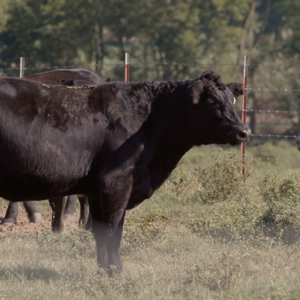 Building with Black Baldy Cattle