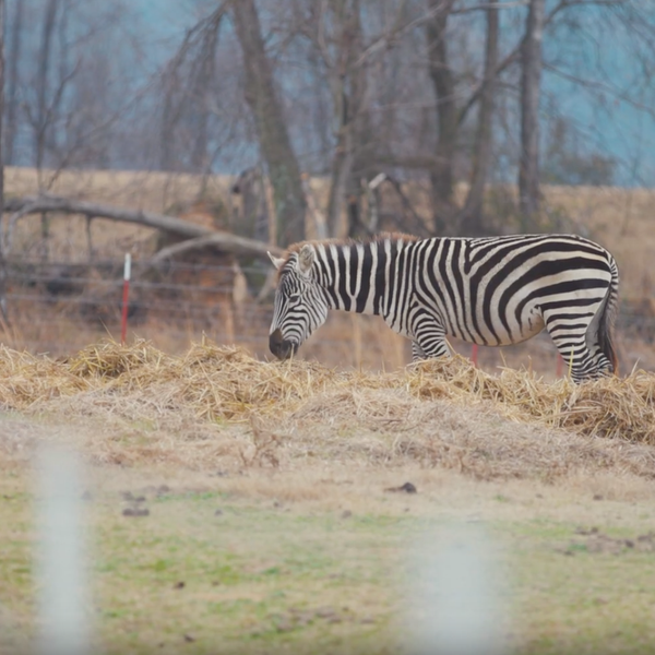 A Farm Goes Exotic