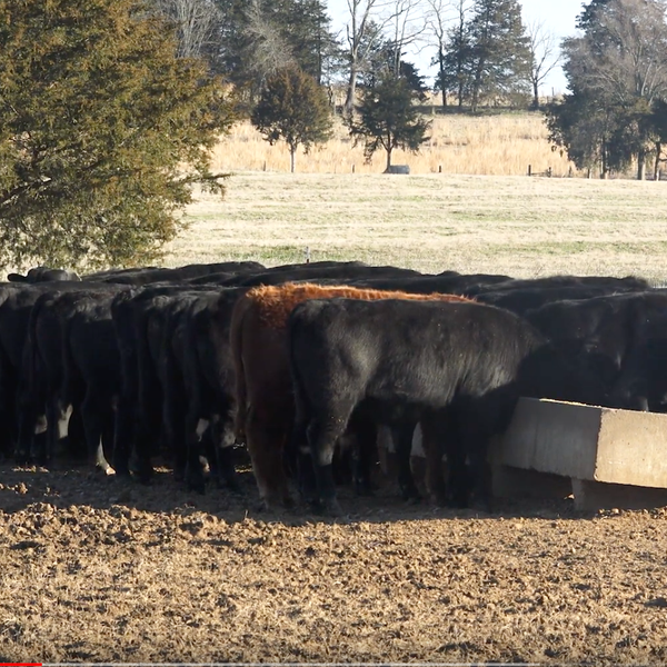 A Livestock Tradition Continues at Big D Ranch