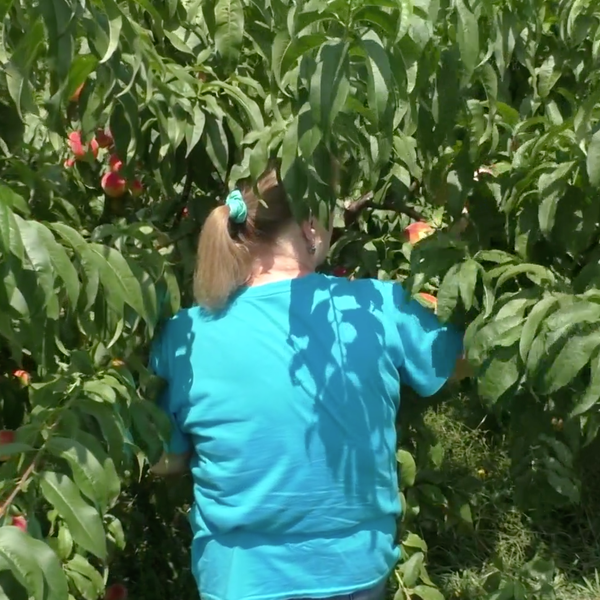 Peach Pickin' Update