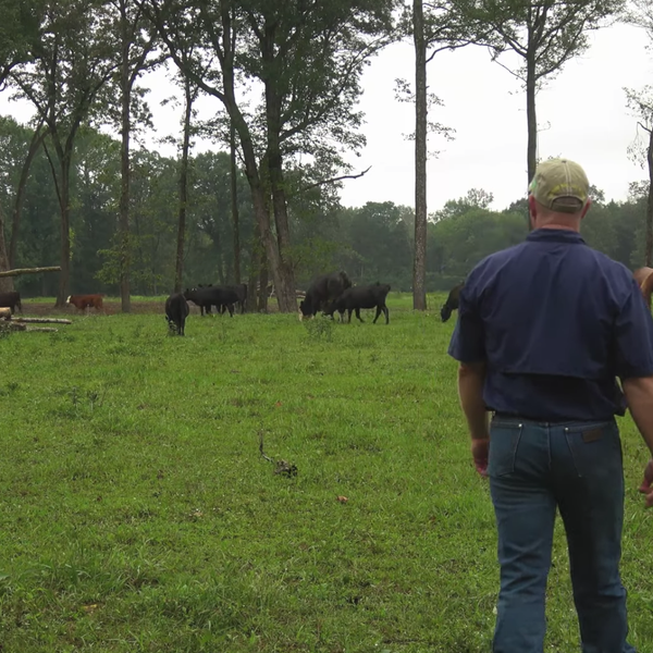 Vet Continues Family Farming Legacy with Wholly Cow