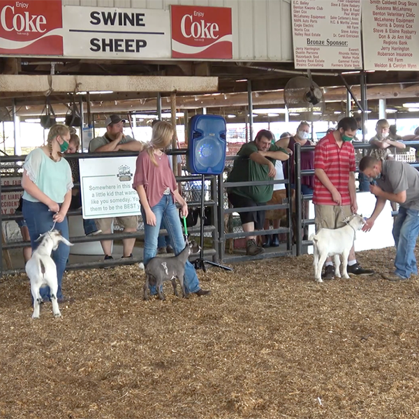 Saline County Holds Scaled-Back Livestock Show