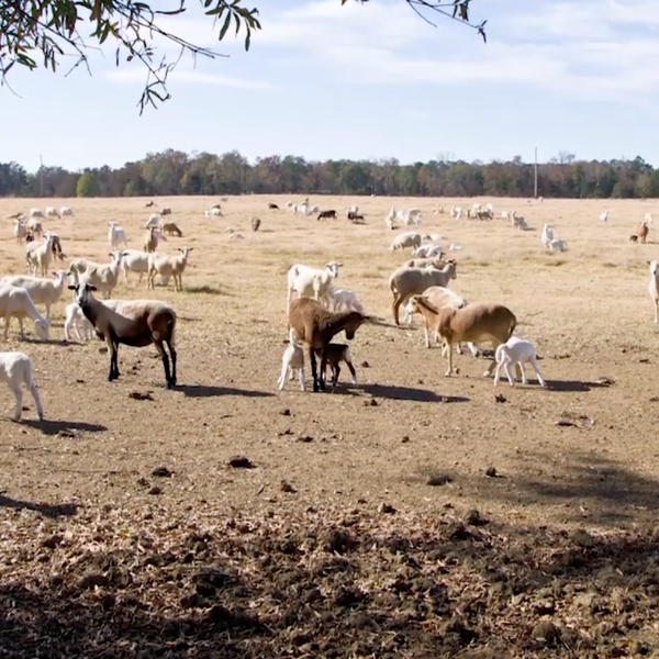 Livestock Update with ArFB's Brandy Carroll