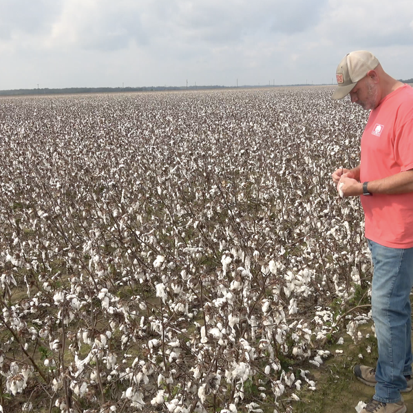 Matt Miles Farm Update | Tropical Weather Effects