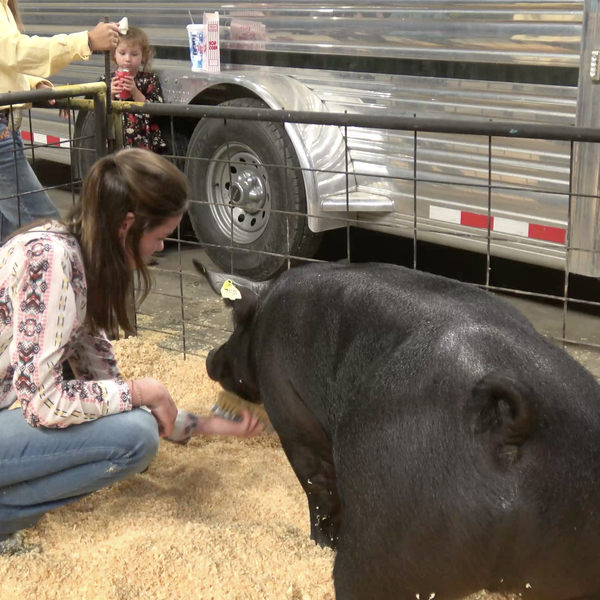 2020 Jr. Livestock Auction | Arkansas State Fair