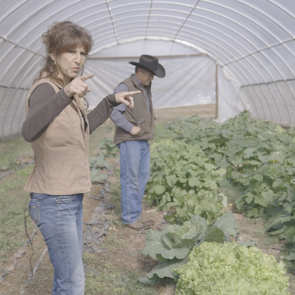 High Tunnels on Hamaker Farms