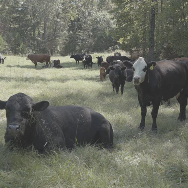 Benefits of Cattle + Soybean Partnership