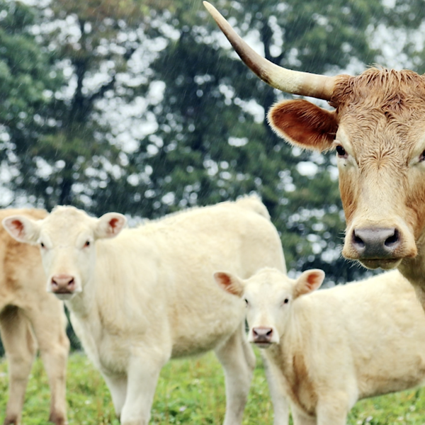 Caleb Plyler, Cattlemen's Beef Promotion & Research Board | AgCast Video Extra