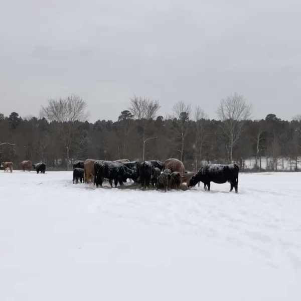 Update from the Farm | Denise Sweat, Hempstead County