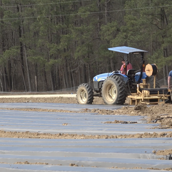 Farmer Profile | Steele Hamilton, Bradley County