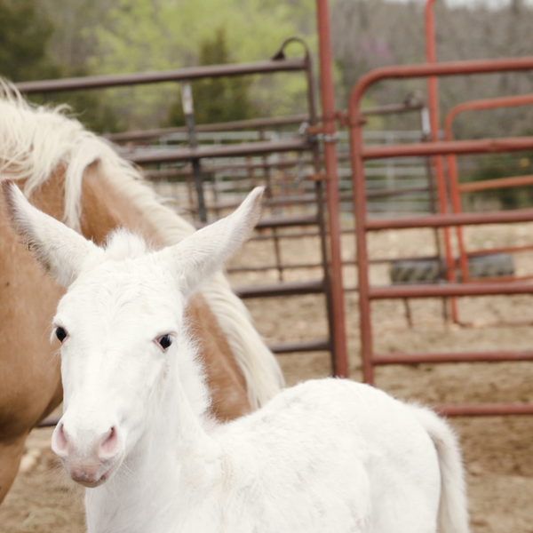 National Farm Animal Day | Post Farms Mules