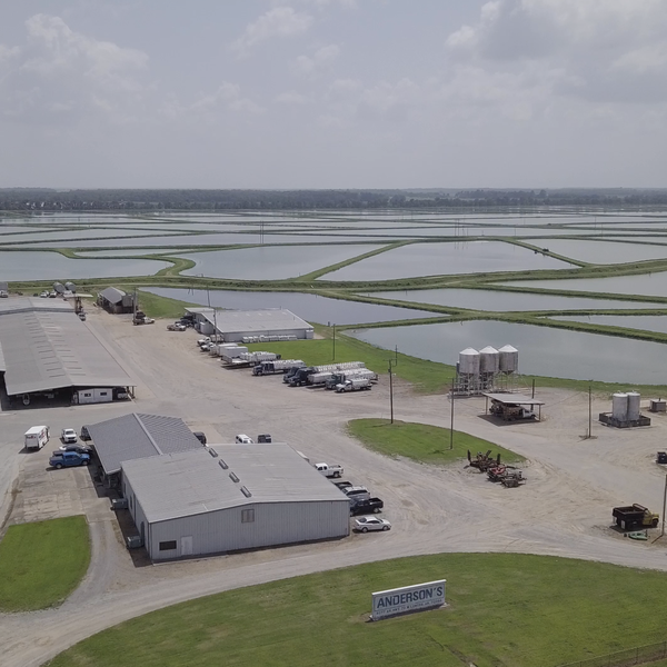 Hatchery Season | Jamie Anderson, Lonoke