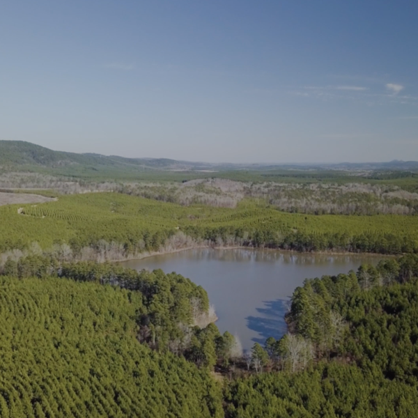 Arbor Day | Arkansas Timber Industry