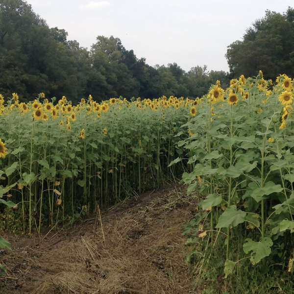 Farmer Profile | Bobby & Karen Bradford, Roland