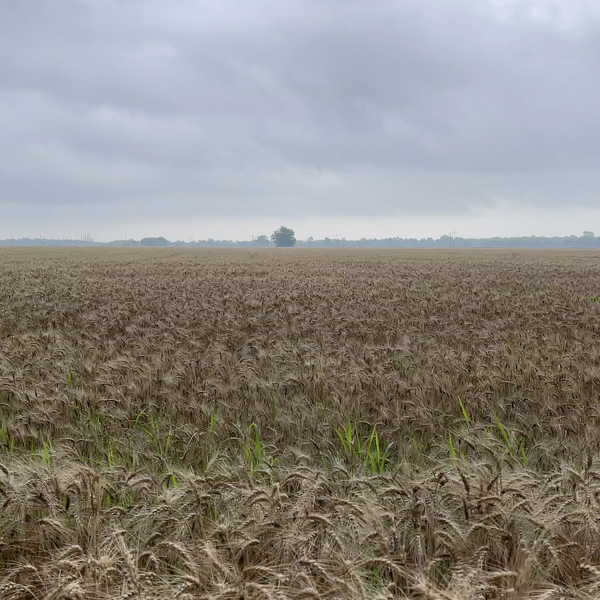 Flooding Update - Wheat Failure | Larry Cowling, Foreman