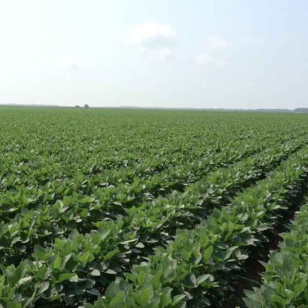 Soybean Update with Dr. Ross | Farmer Update