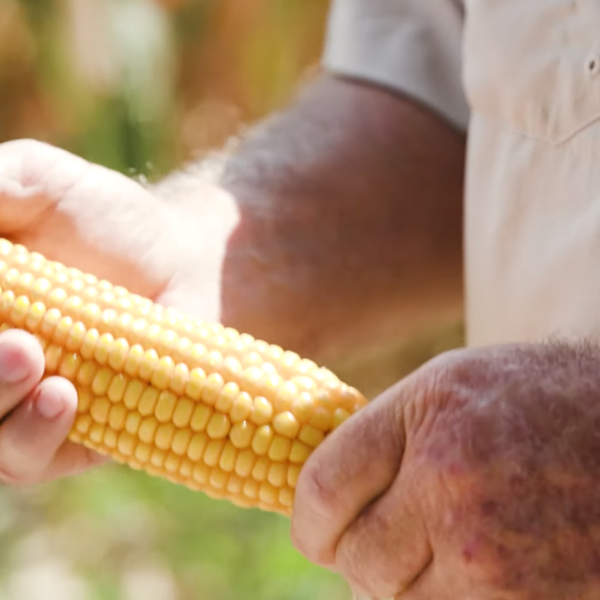 Monroe County's Carroll Talks Corn
