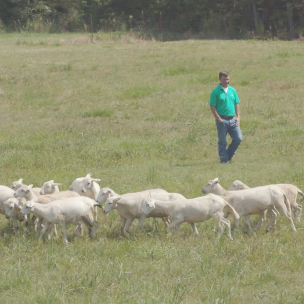 UAM Adds Sheep Herd