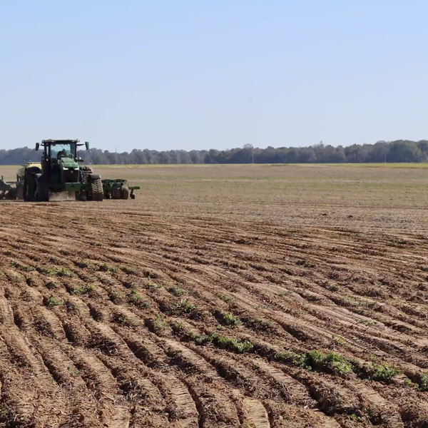 A New Kind of Cover Crops: Yellow Peas