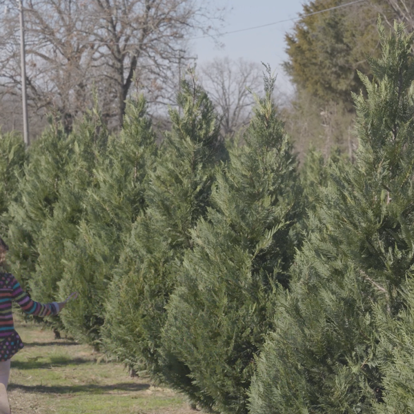 Welcome to Pine Grove Christmas Tree Farm