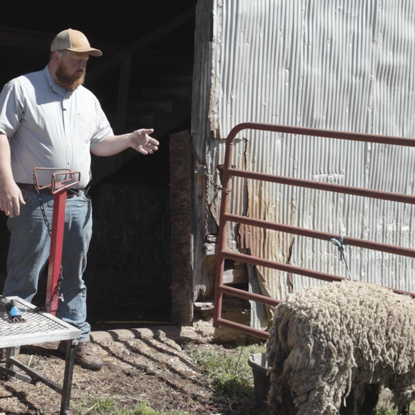 Ask a Farmer, Ep. 4: Sheep
